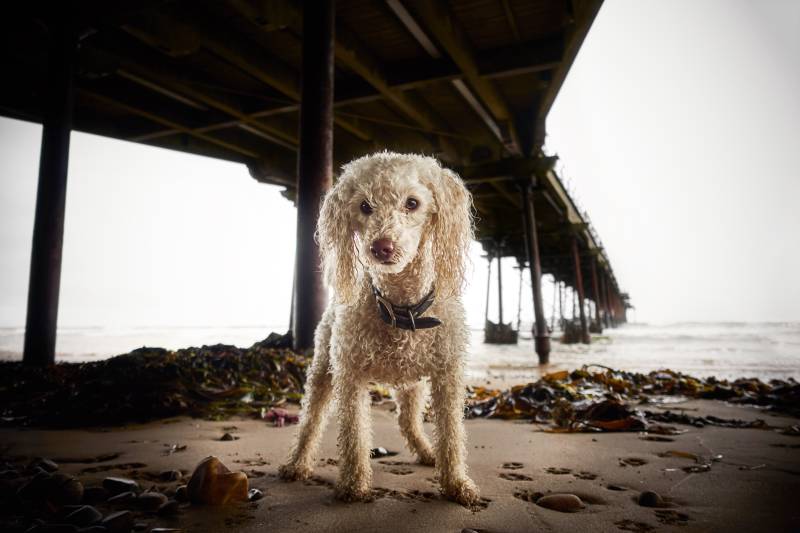 Saltburn Beach