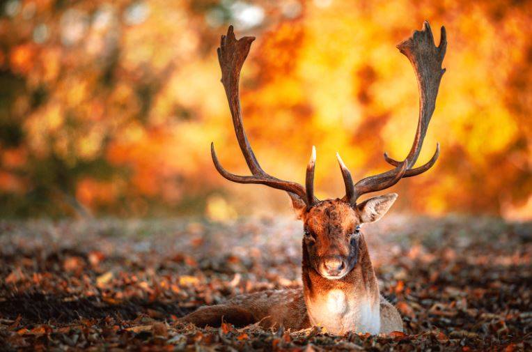 Knole Park